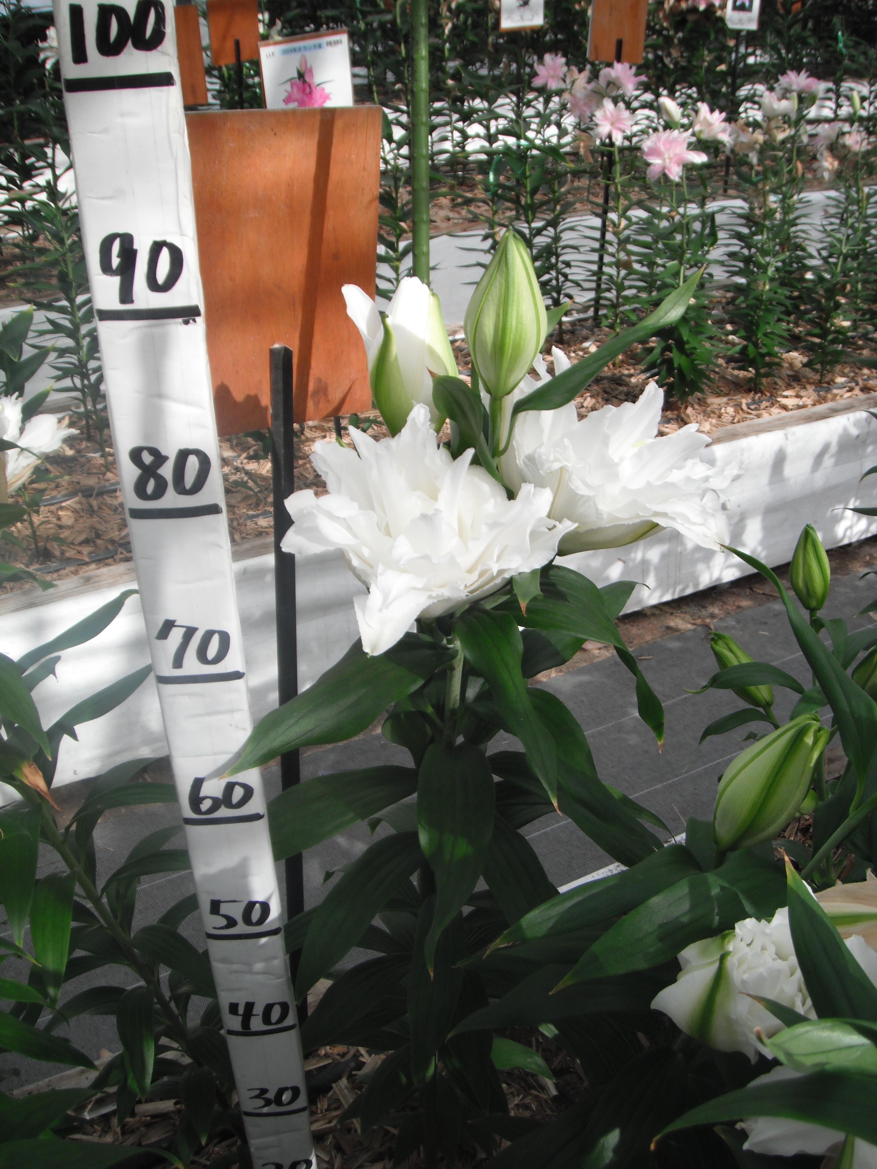 RL ナディア(八重)